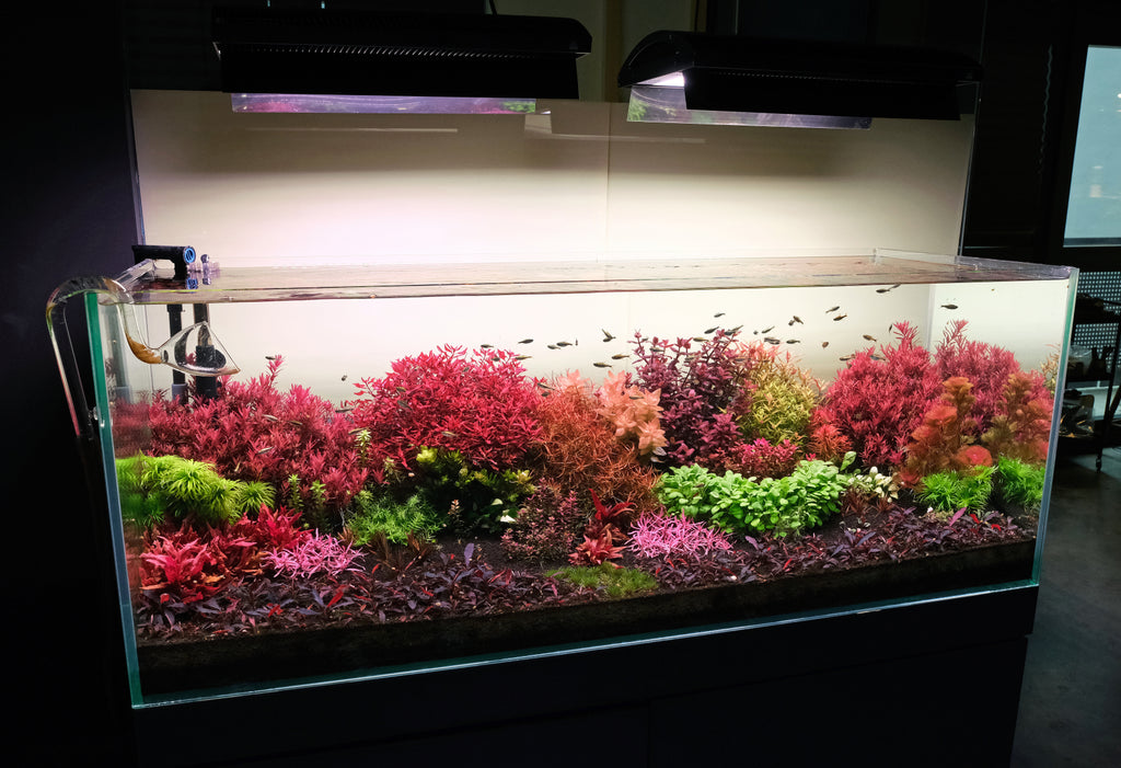 How to grow red aquarium plants - The 2Hr Aquarist