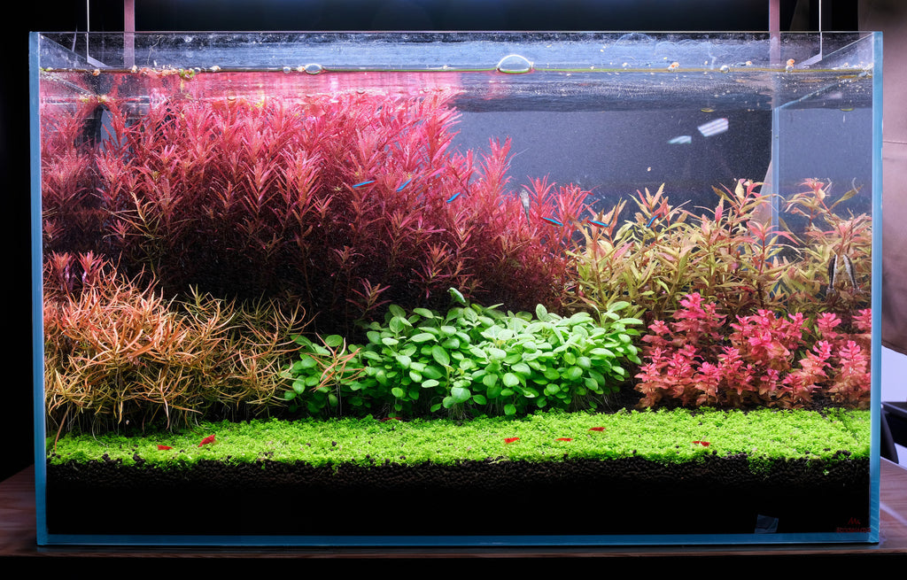 Algae free tanks without algicides