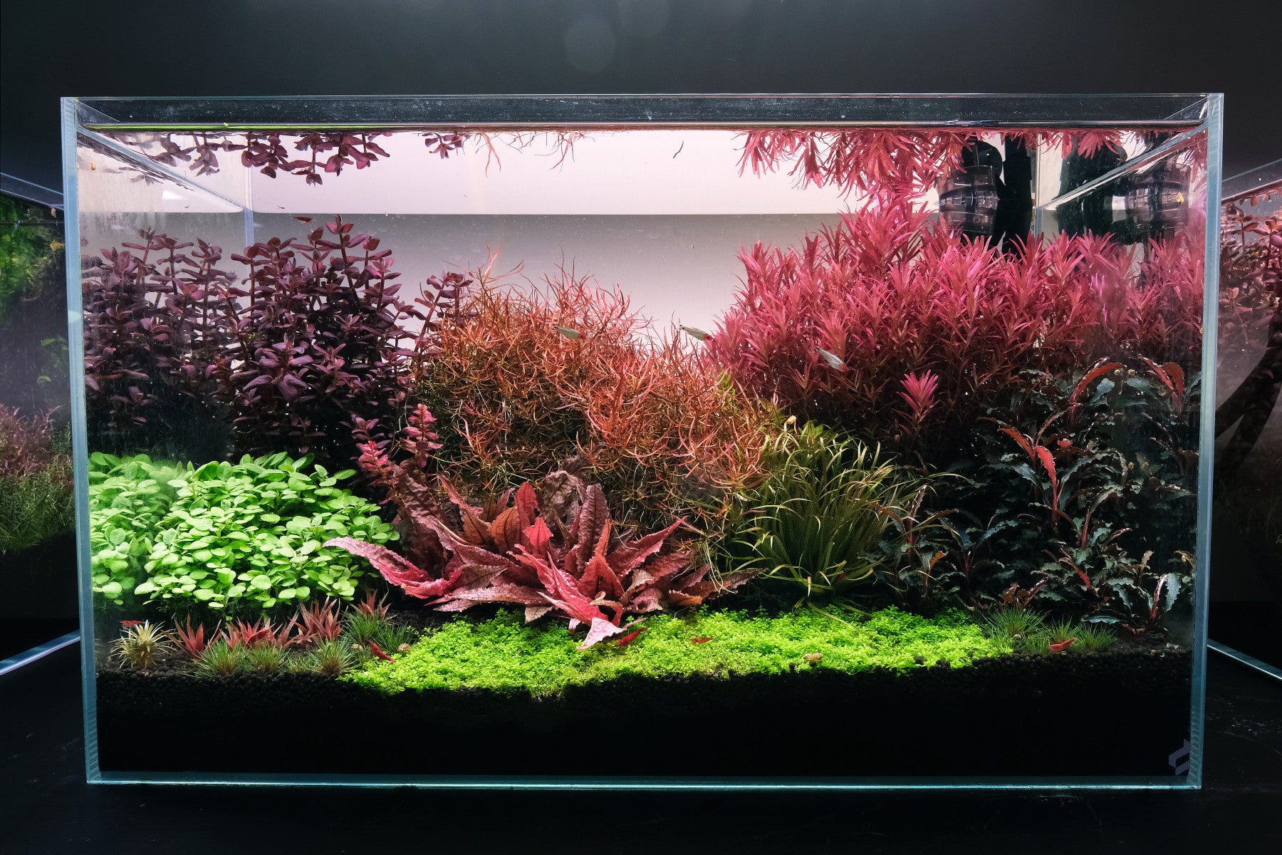 maintaining planted tank