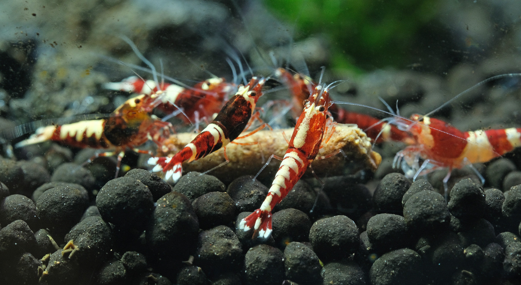 caridina krevety vysadené nádrž