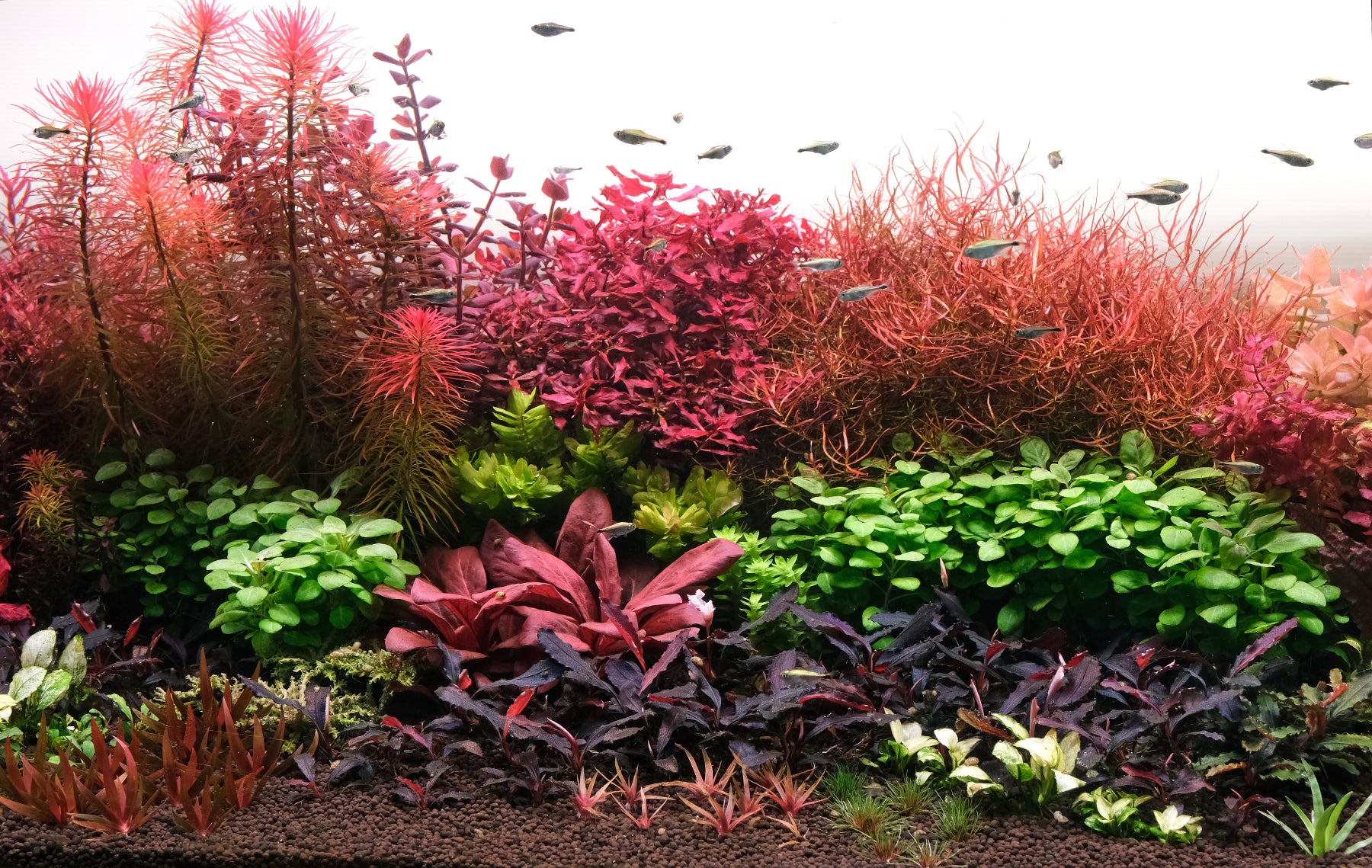 planted aquarium fertilizer