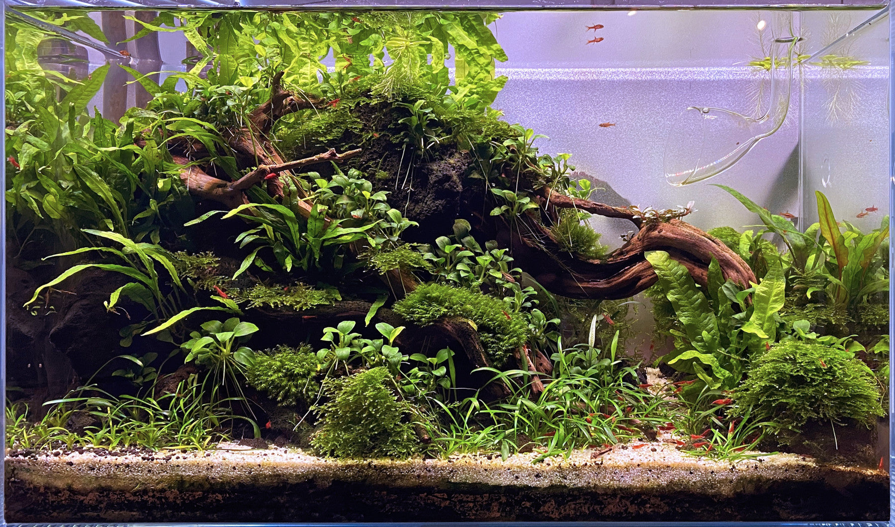 low tech planted tank