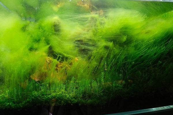 Overgrown hair algae in aquarium