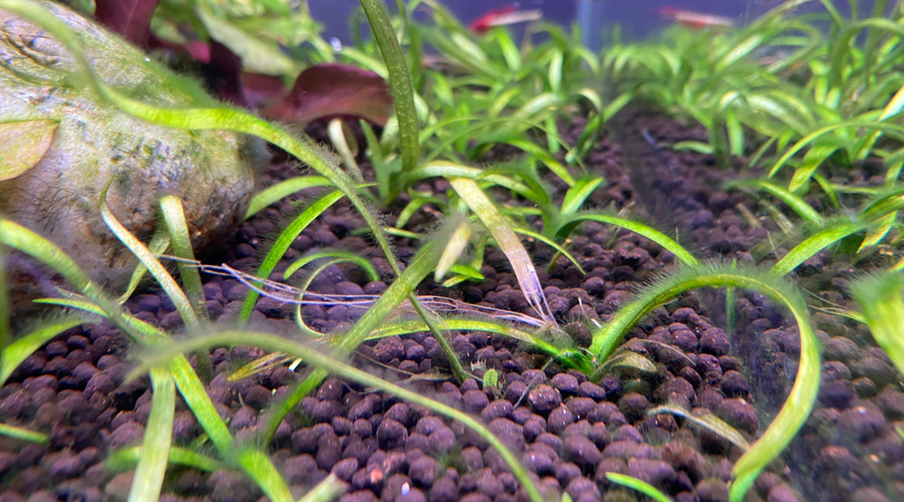 How to control filamentous green algae. (Hair, fur, fuzz, thread algae) -  The 2Hr Aquarist