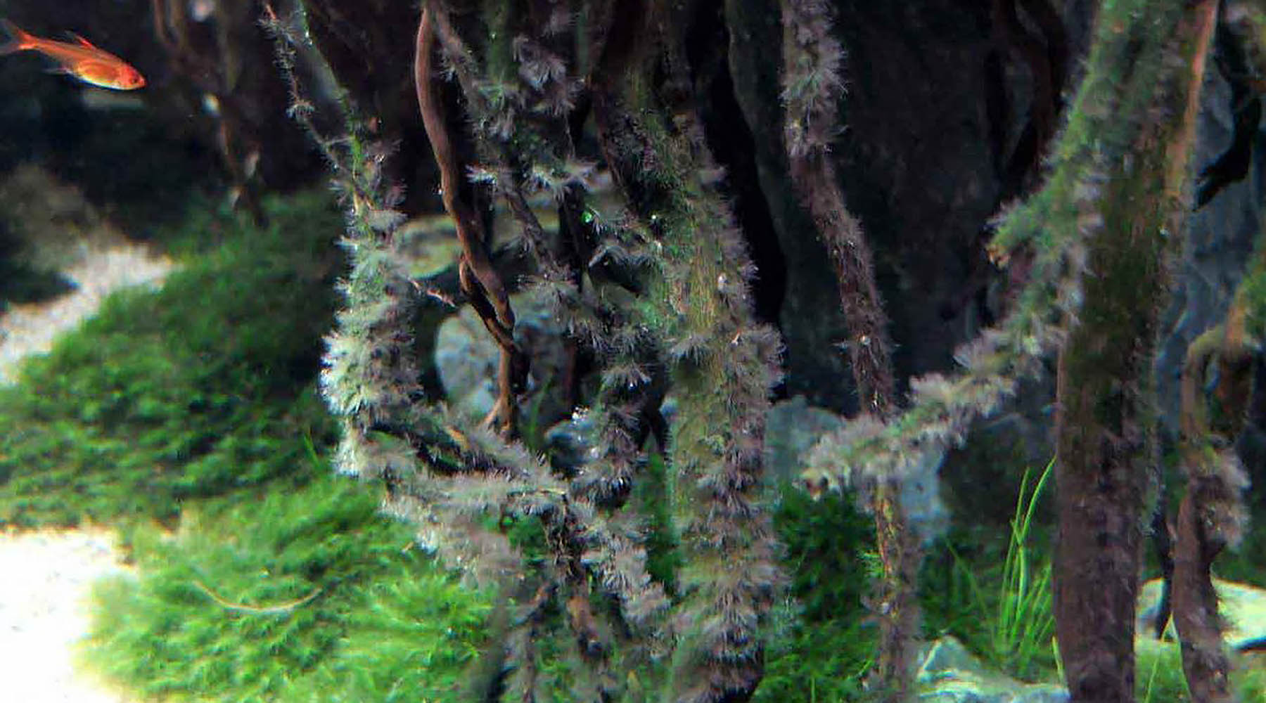 Some fishes like American flagfish, mollies and SAE (Siamese algae eater) pick at it when there are no tasty alternatives. However, they are seldom adequate solutions. Root causes of BBA or blackbeard algae are related to organic waste levels, plant husbandry and CO2 fluctuations.