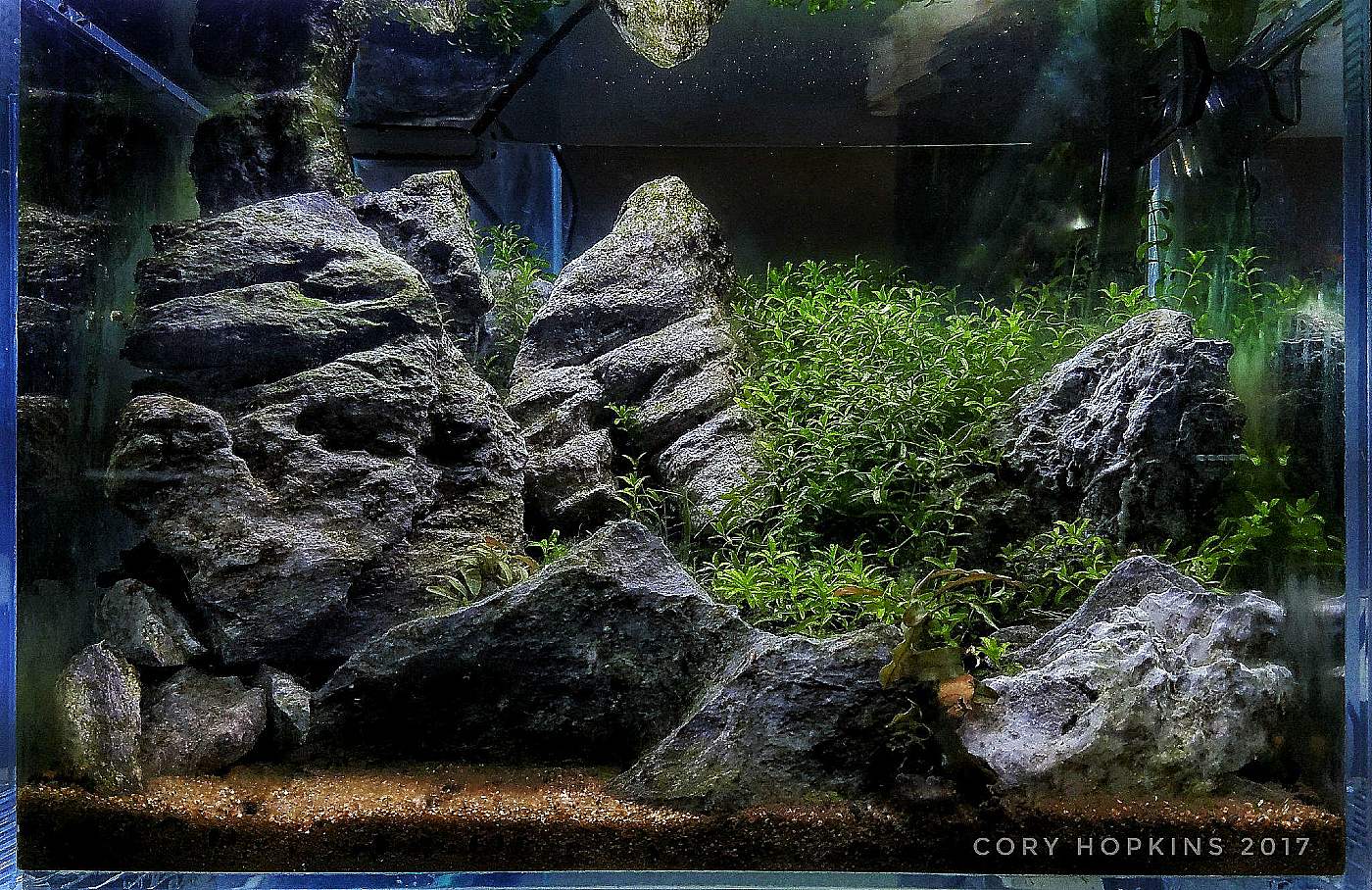 Cory Hopkins Low Tech Tank