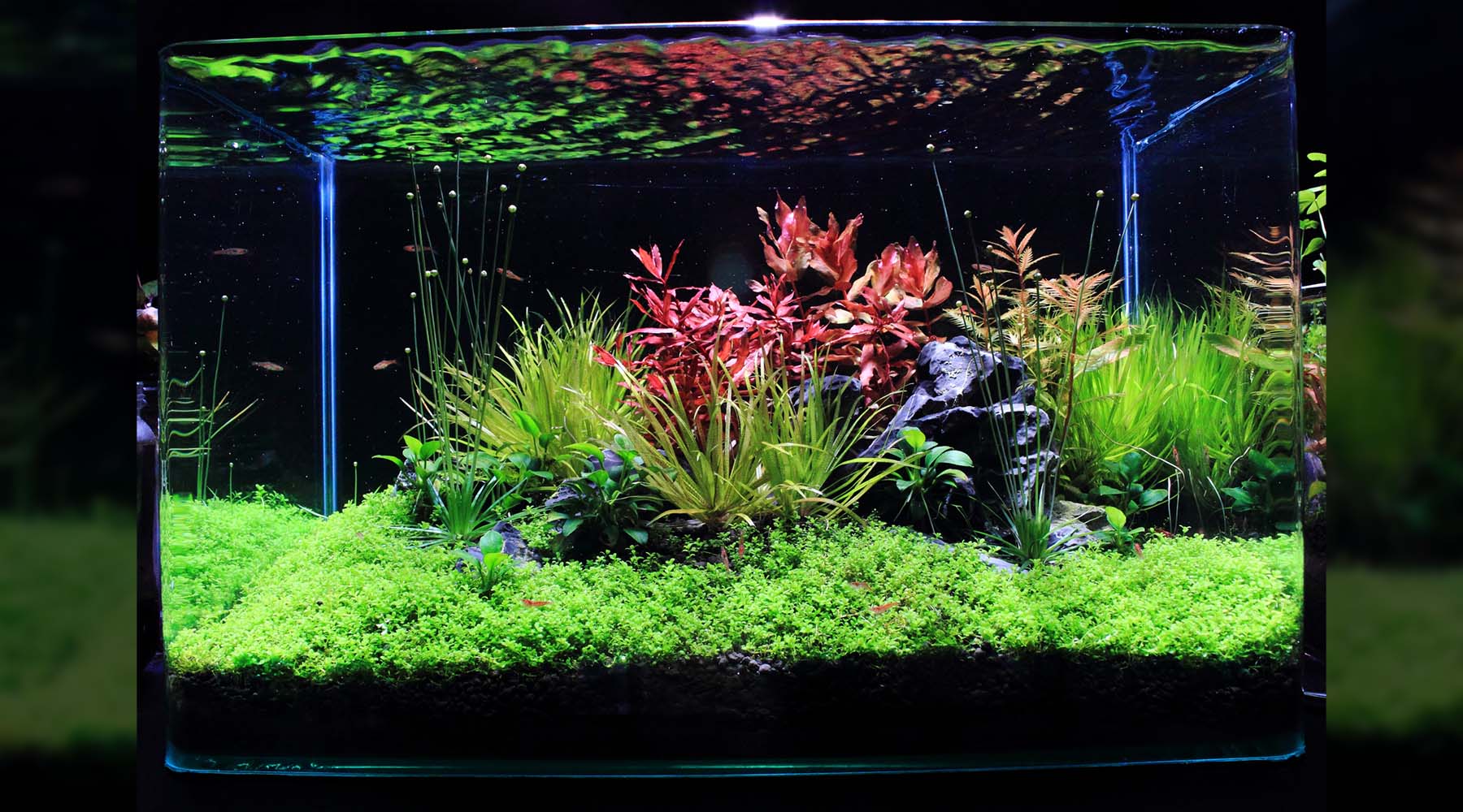 rotation bur Bordenden Is 6500K ideal for planted tanks? - The 2Hr Aquarist