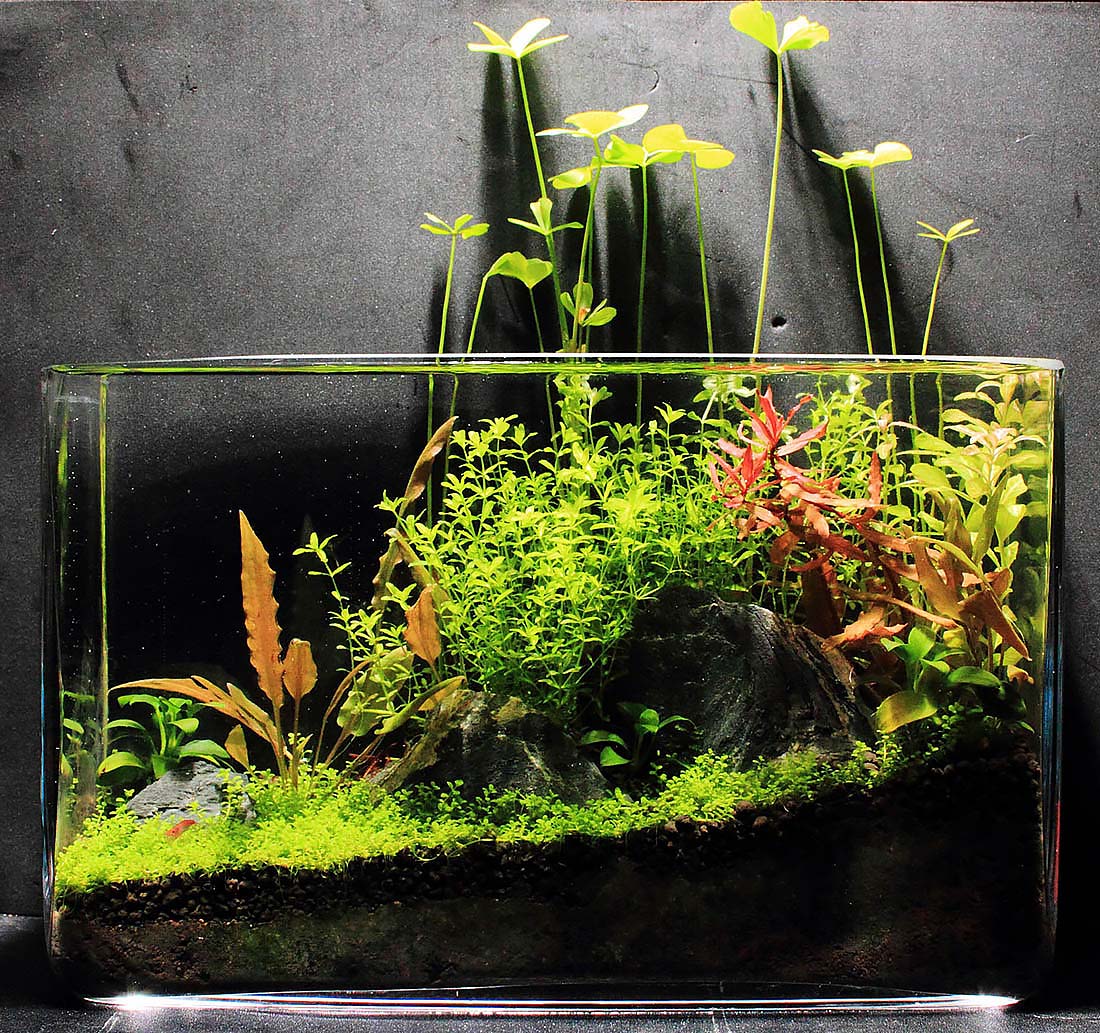 Is a larger plant tank always better because it is more stable? - The 2Hr  Aquarist