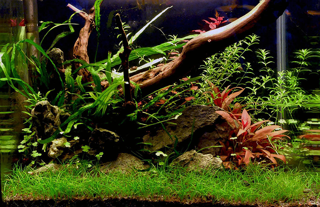 Dennis Wong low tech 3 gal