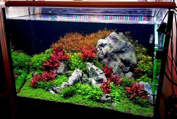 Best tank dimensions for planted tank? - The 2Hr Aquarist