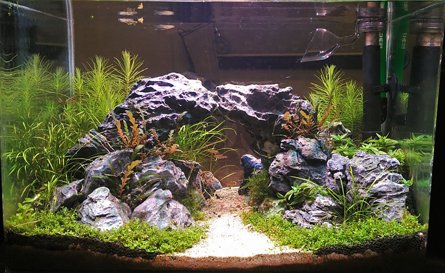 Dennis Wong Tank with Arch