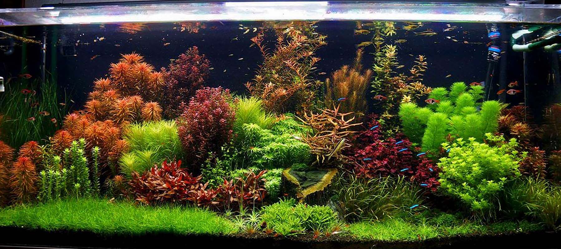 LED - Which is better? - The Aquarist