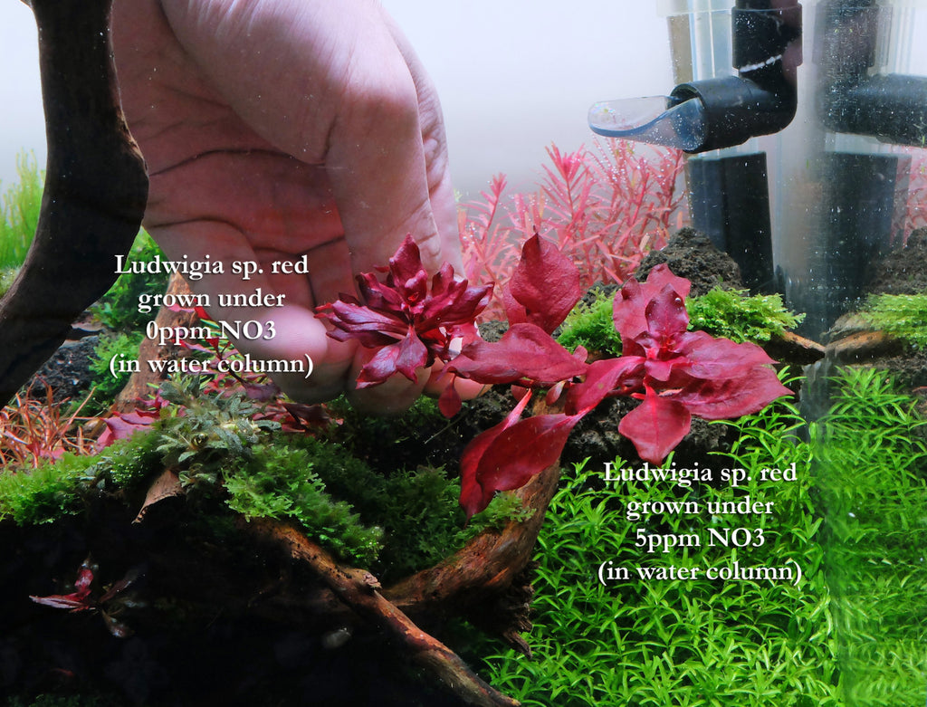 How to grow Ludwigia sp. red (Ludwigia super red) - The Aquarist