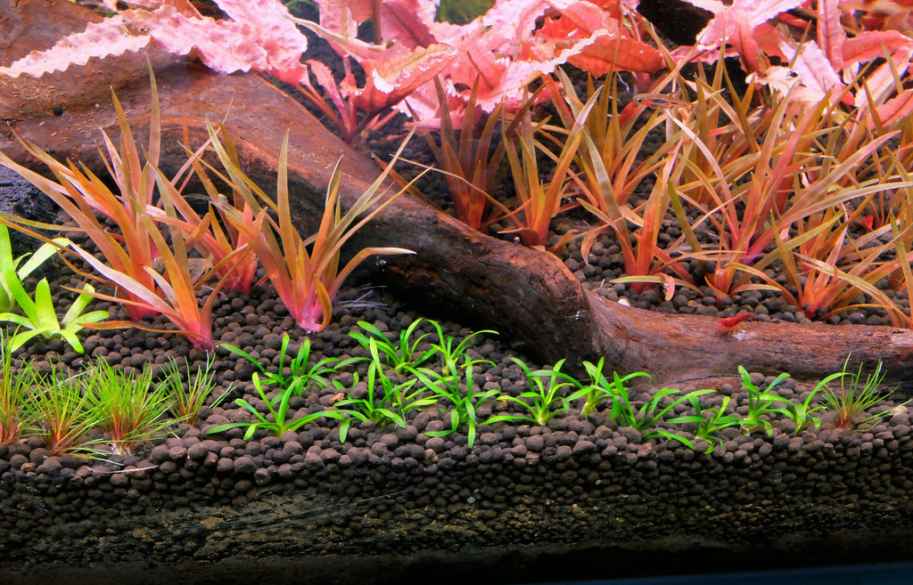 Blackwater Aquarium Setup: A Complete Tank Guide