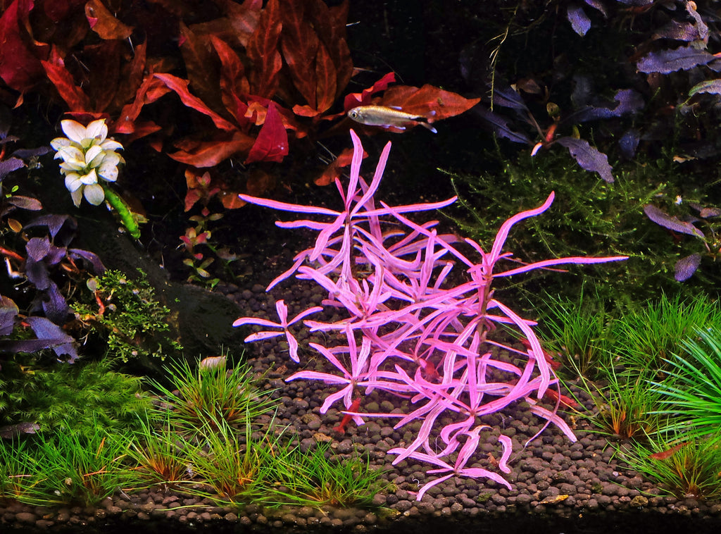 hygrophila sp Chai