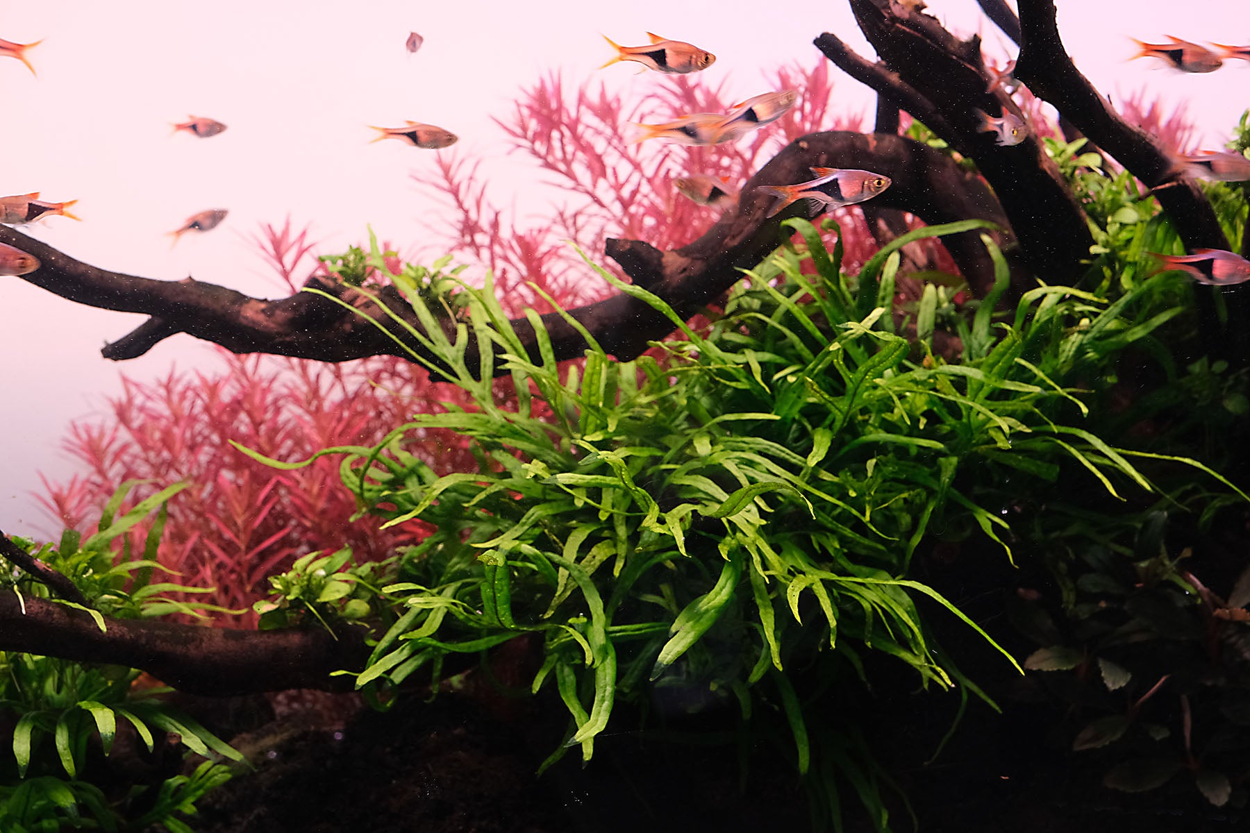 Java Fern trident aquarium