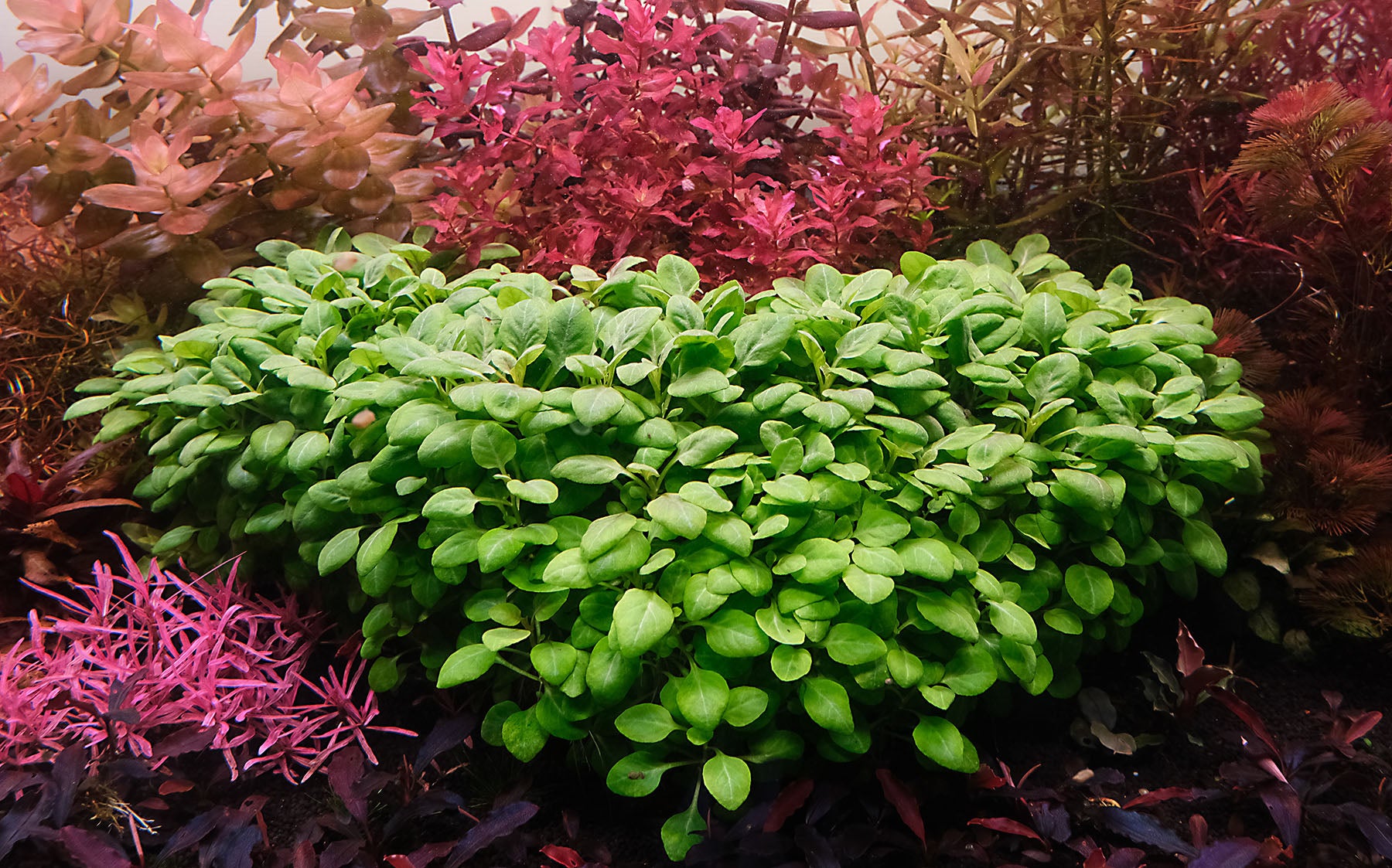 Lobelia cardinalis