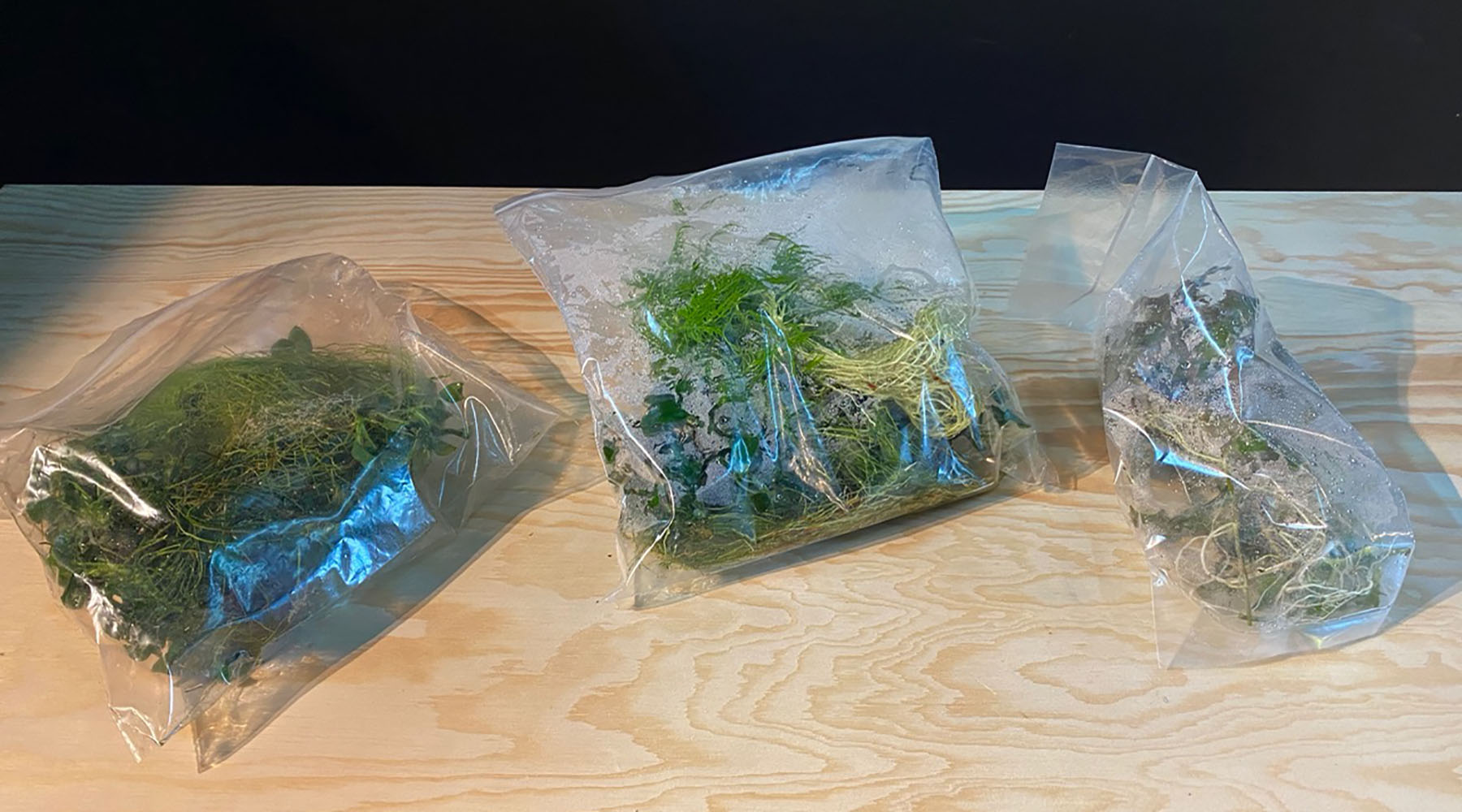 Plants in zipped bags