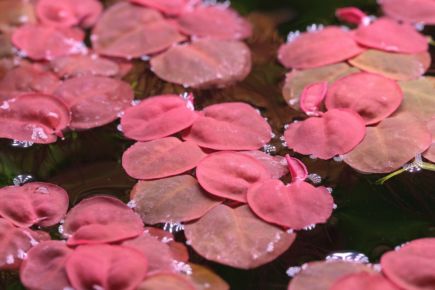 Red root floaters 