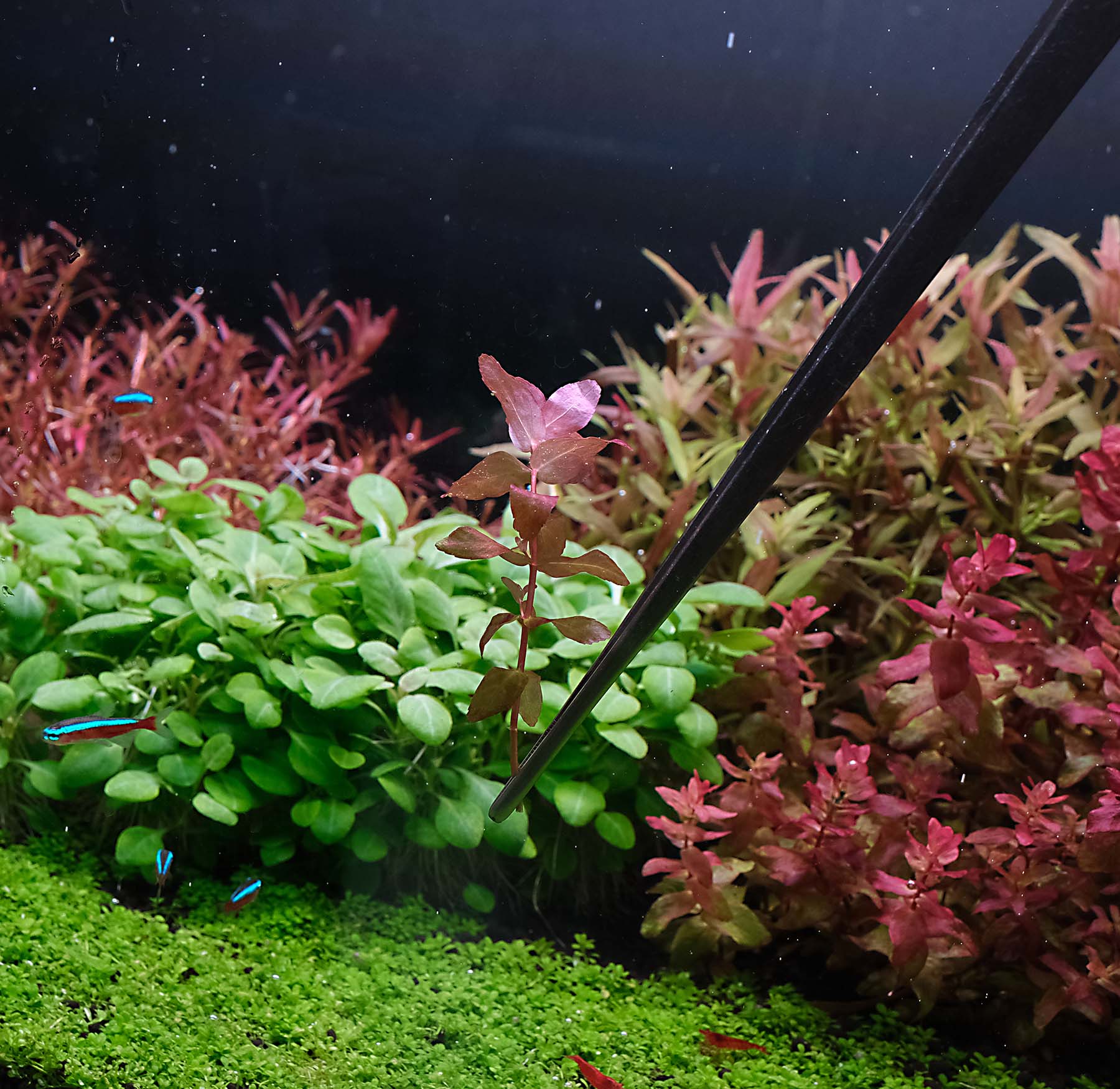 Ako zasadiť akváriovú rastlinu