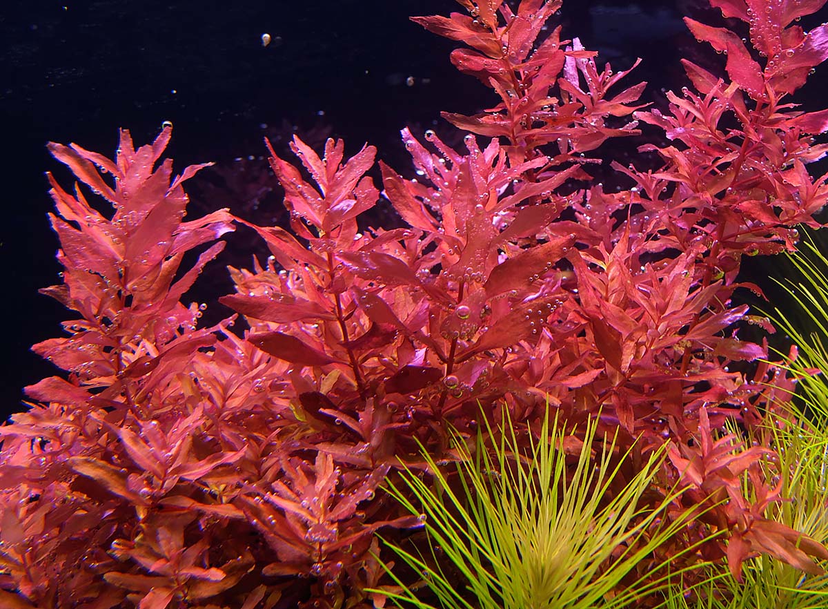 Rotala macrandra