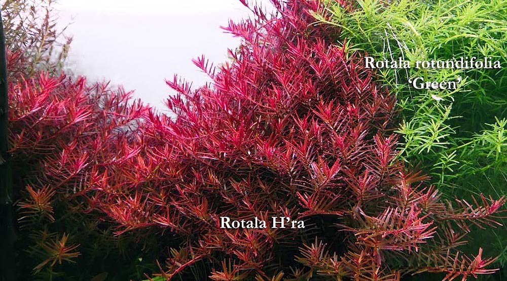rotala rotundifolia with nitrate limitation
