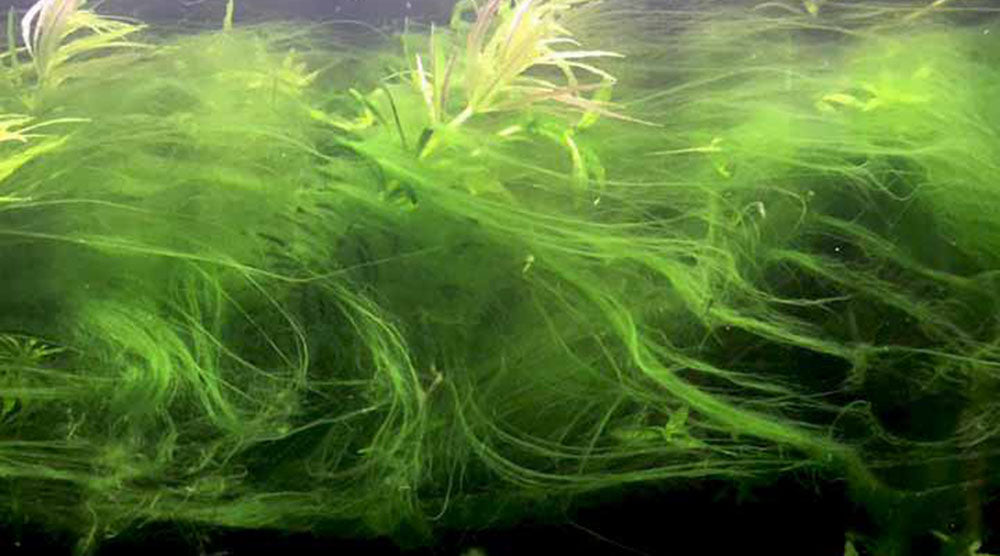 Hair Algae in a tank that has been left uncared for.