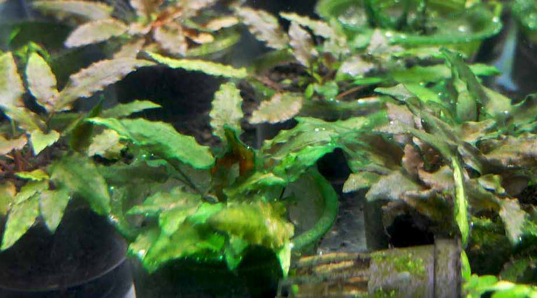 How to control cyanobacteria (Blue-green algae) in an aquarium