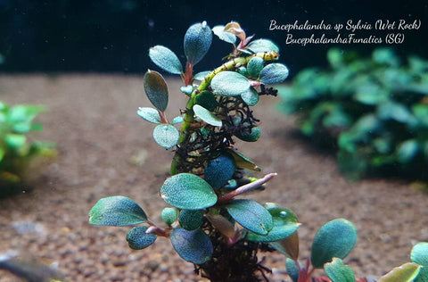 How to grow Bucephalandra - The 2Hr Aquarist