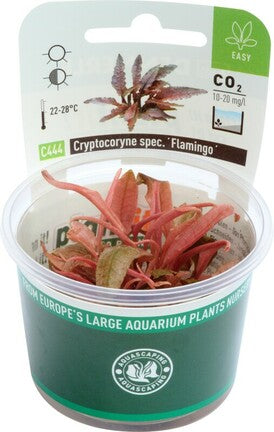 cryptocoryne flamingo tissue culture TC