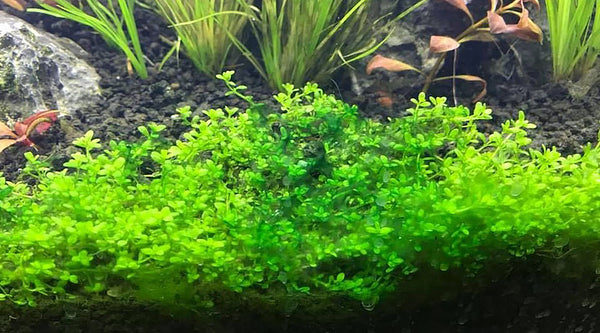 How to control cyanobacteria (Blue-green algae) in an aquarium