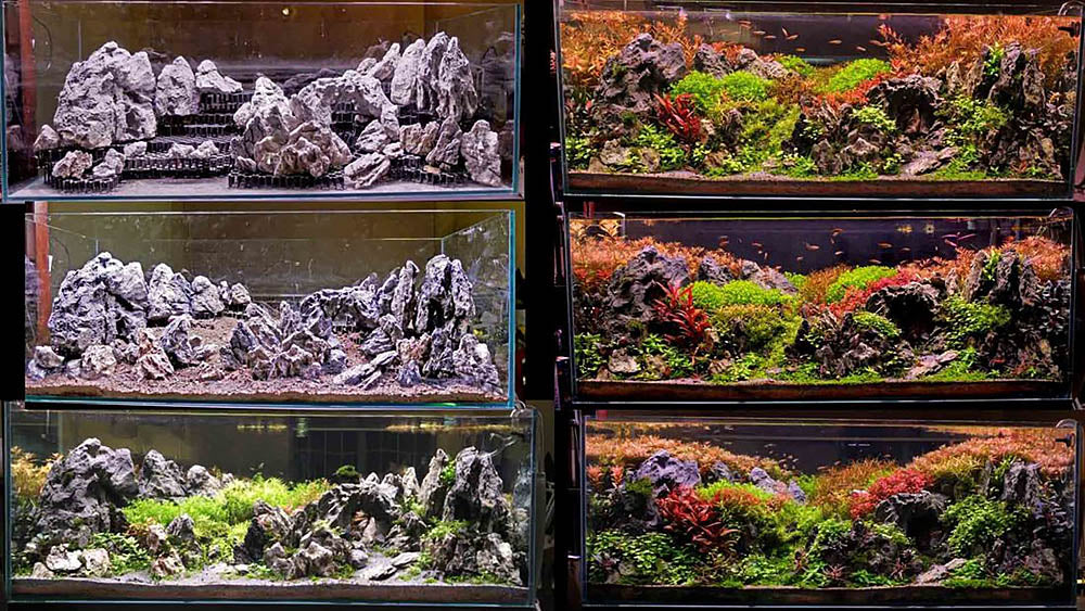 dennis wong tank setup stages