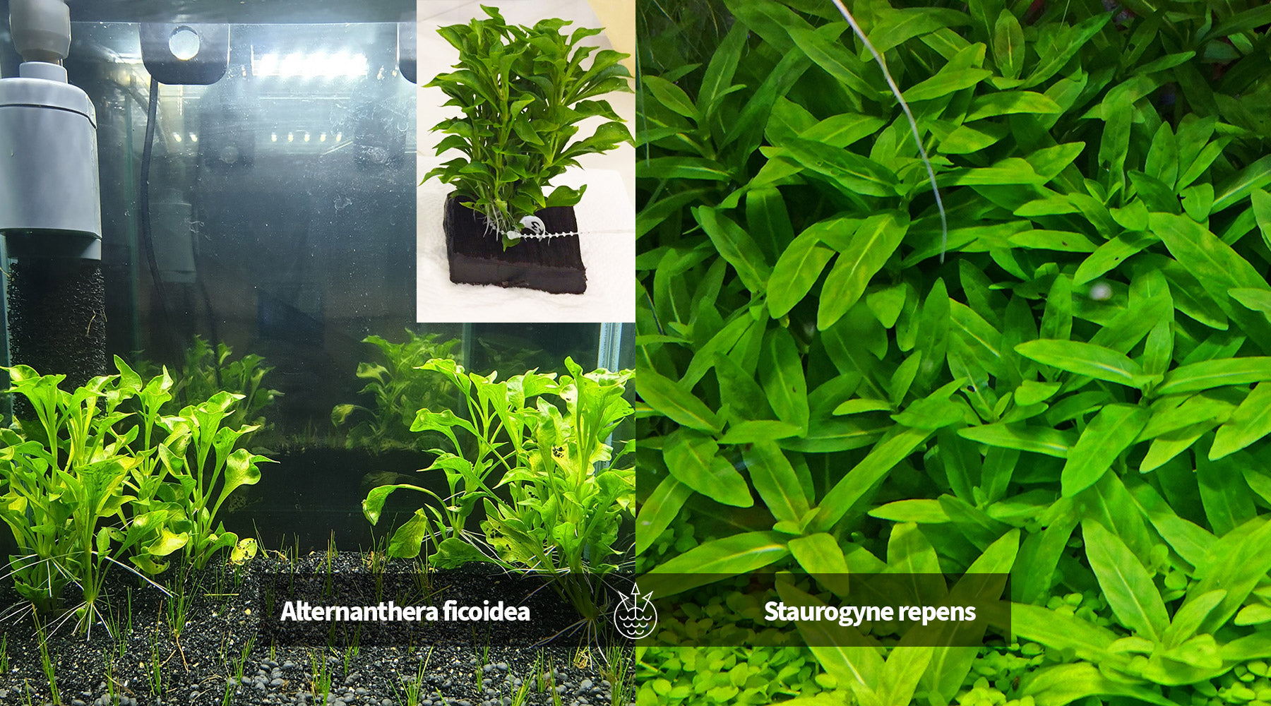 Alternanthera ficoidea vs Staurogyne repens