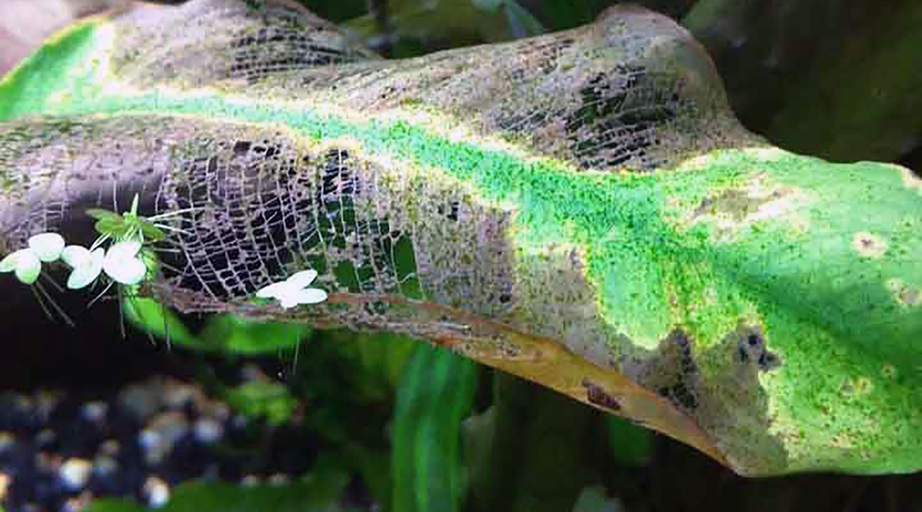 GSA Green Spot Algae