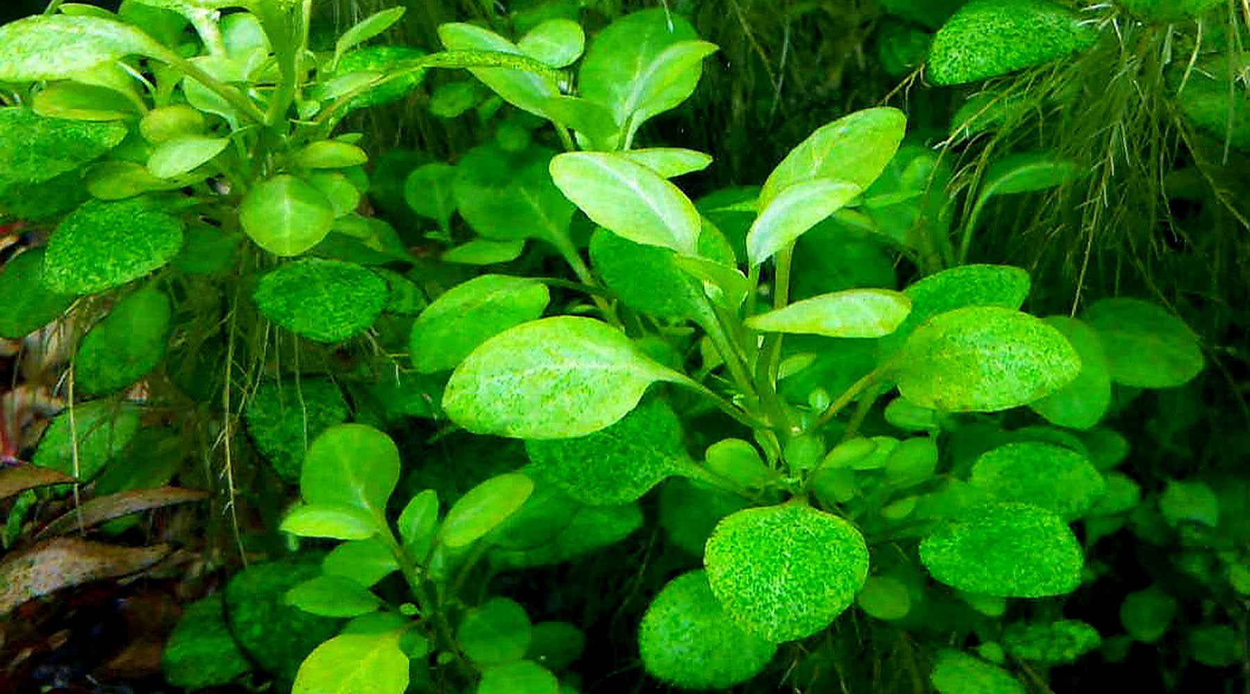 GSA Green spot Algae