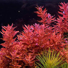 Rotala macrandra