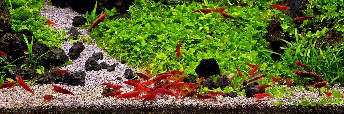 How to Control Algae Growth in Your Aquarium - Petland Texas