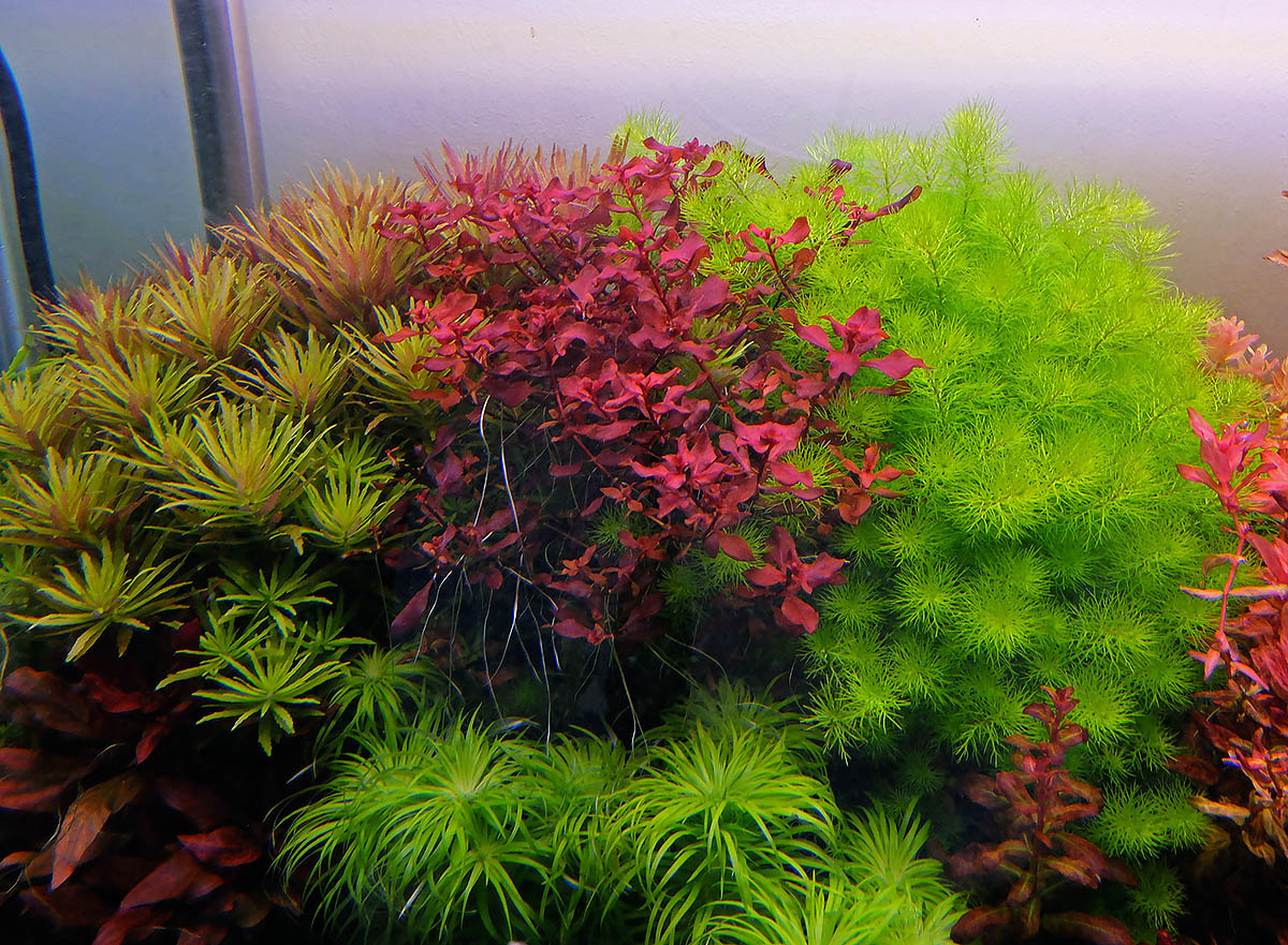 Ludwigia sp red