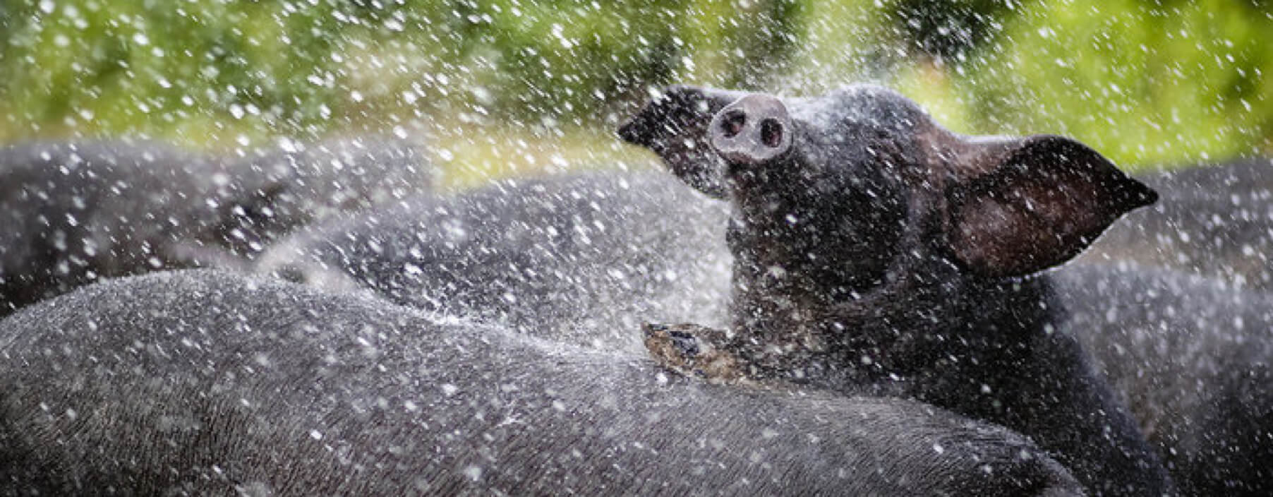 photo of pigs playing in water