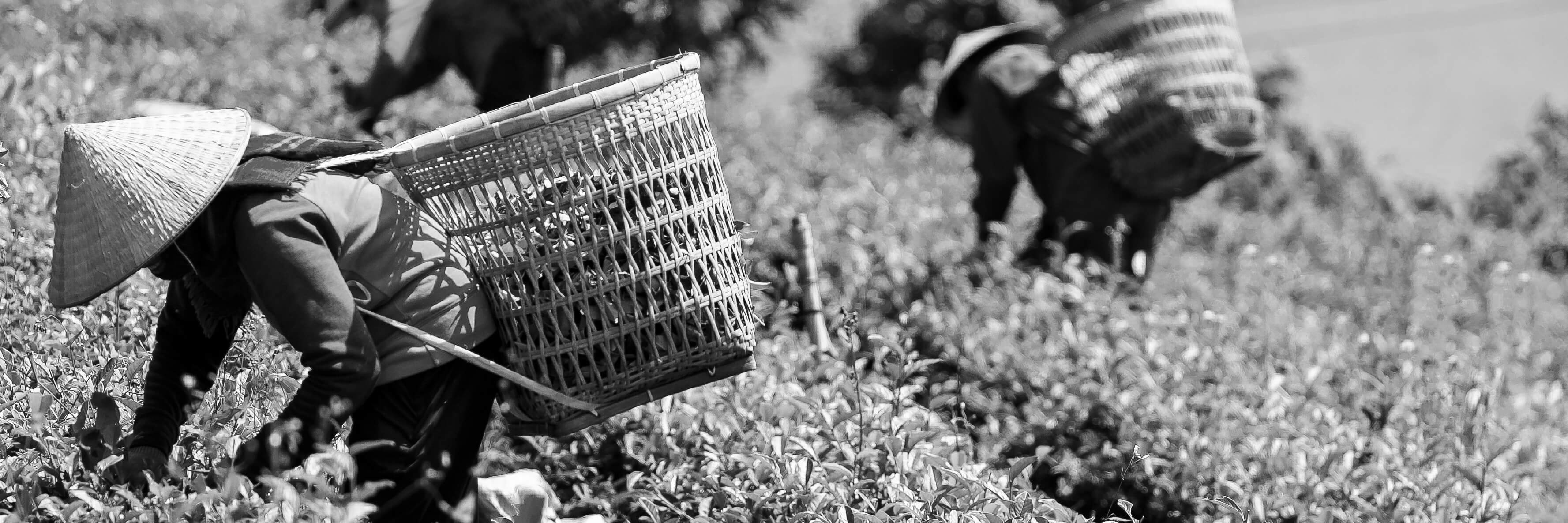 taiwan handpicked tea harvest