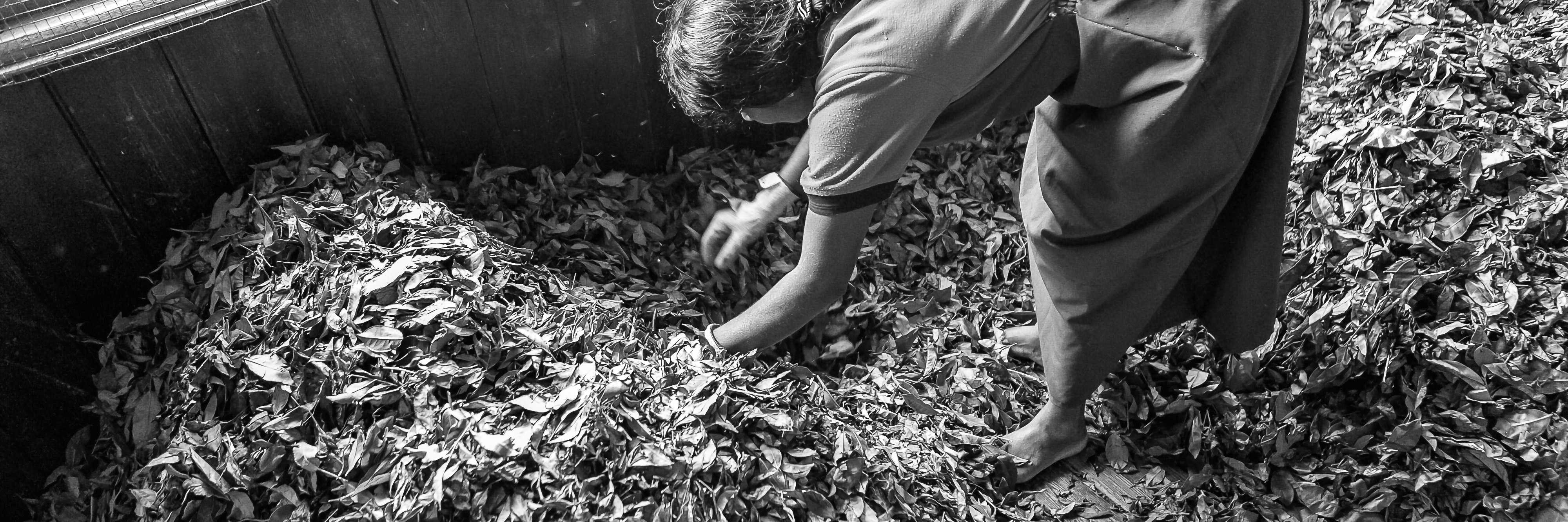 woman processing tea leaves