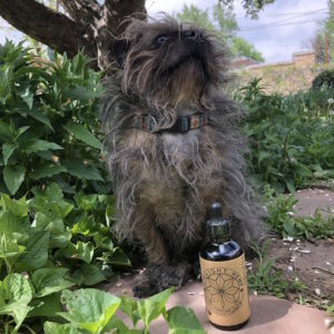 Mascot Agnes loves CBD oil and poses with Straight Hemp oil bottle