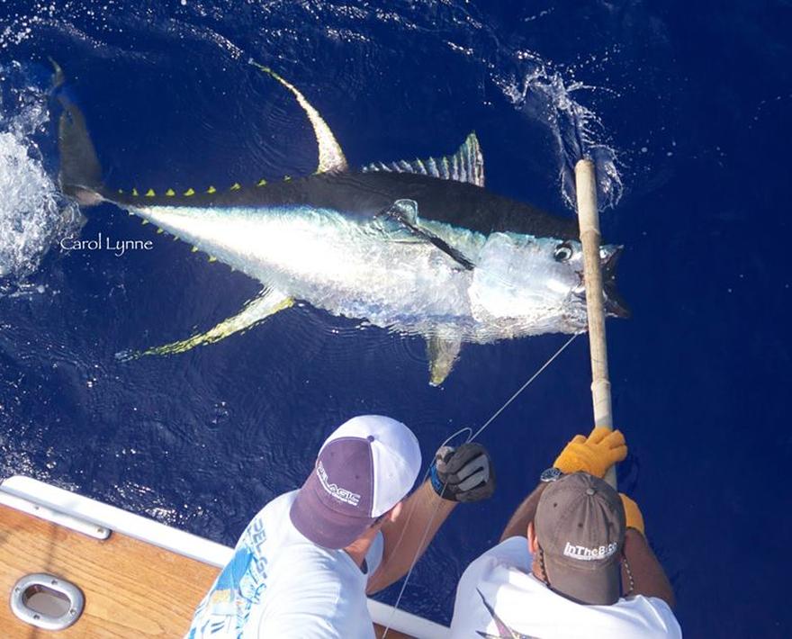 Hawaiian Ahi The Aloha State s Lesser-Known Tuna Fishery 