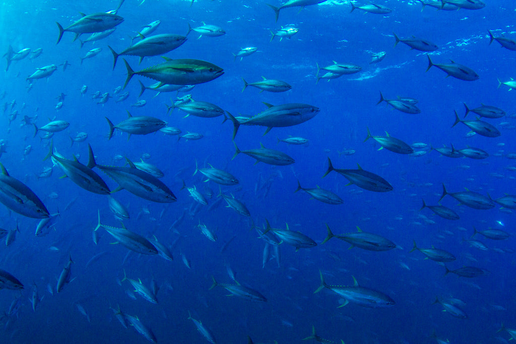 Species Profile: Yellowfin Tuna