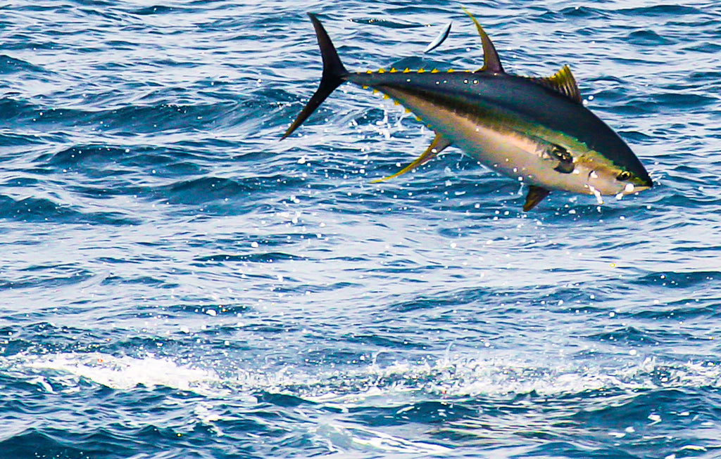 Species Profile: Yellowfin Tuna