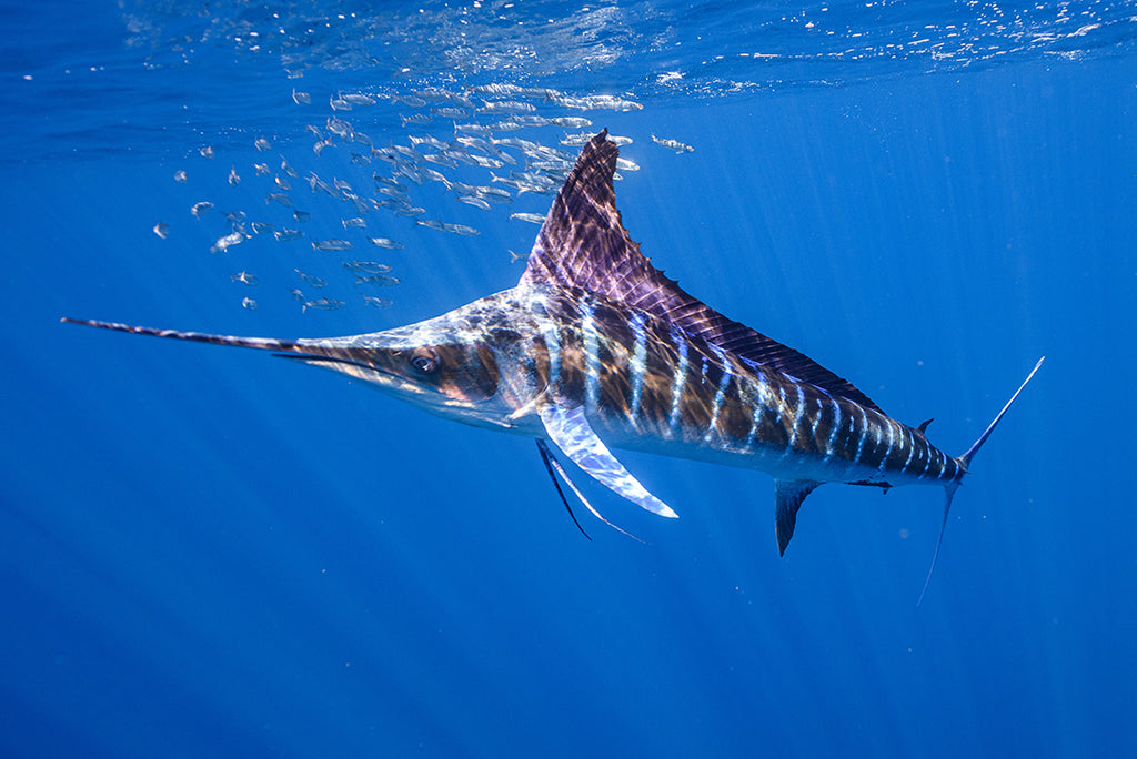 The Classic Striped Marlin Lure Spread - The Fishing Website