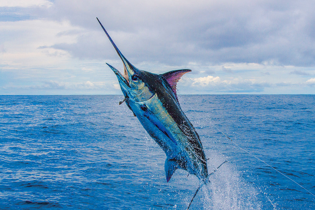 Blue Marlin_Pelagic Gear_Adrian Gray