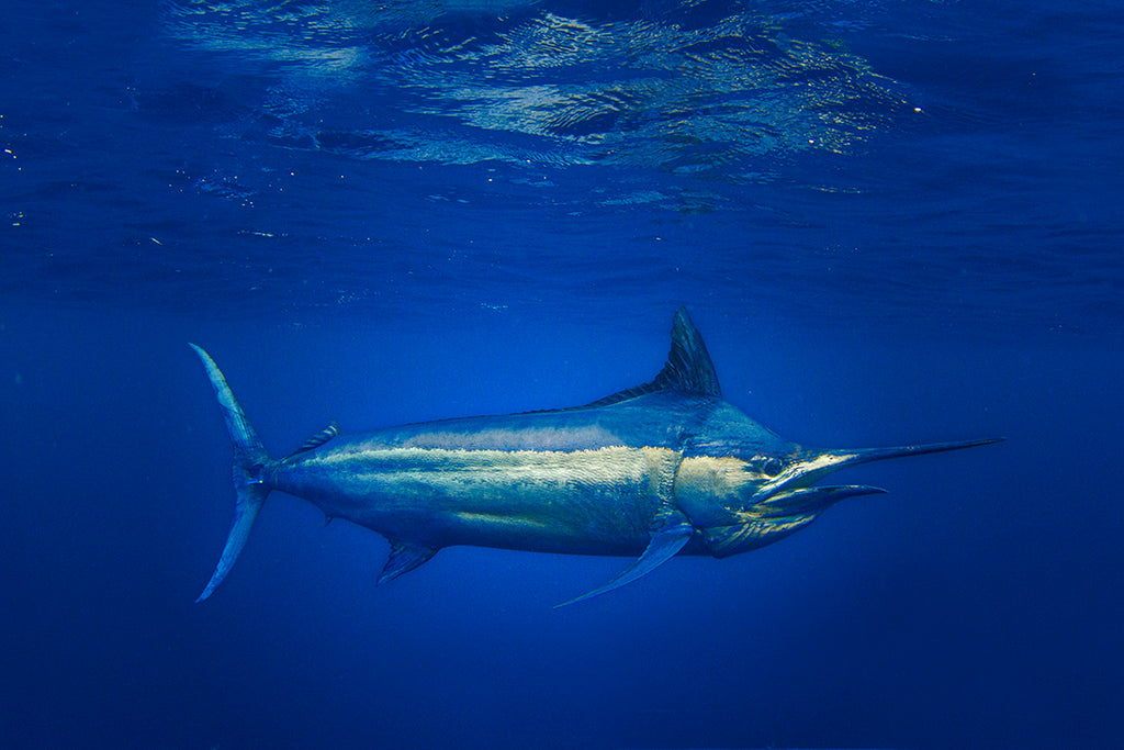 FISHING BLACK MARLIN IN COSTA RICA