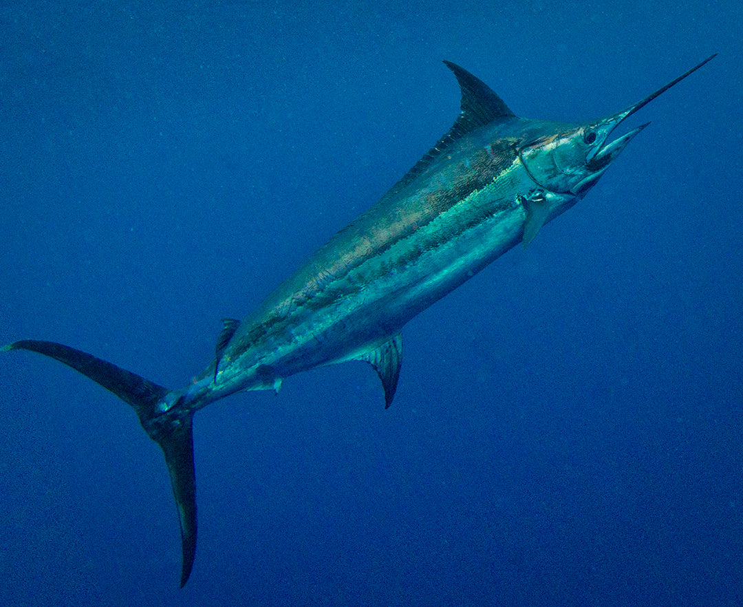 Blue Marlin-Adrian Gray-Pelagic