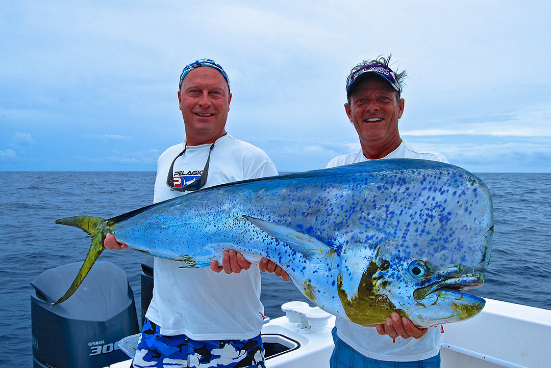 Blue Dorado_PELAGIC_Mahi Mahi